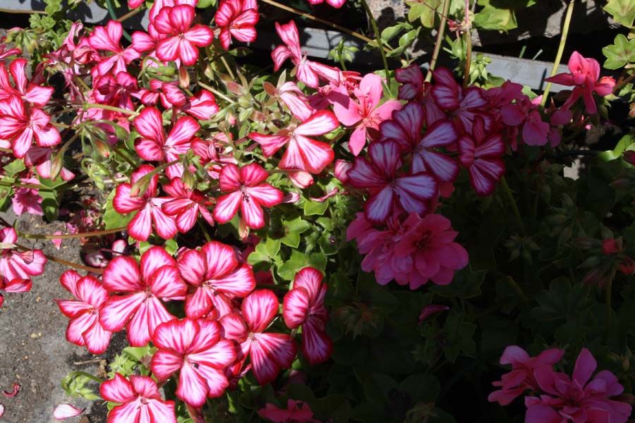 Blumen weiß pink - Gärtnerei Fritz Jentsch
