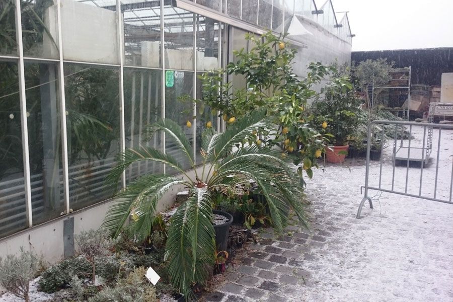 Schnee im Oktober - Gärtnerei Fritz Jentsch